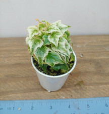 Begonia prismatocarpa plant for sale  Lexington