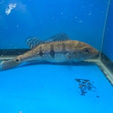 Ocellaris peacock bass for sale  USA