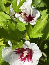 Rose sharon althea for sale  Monroe