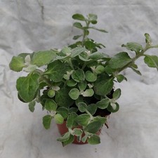 Helichrysum petiolare liquoric for sale  BRISTOL