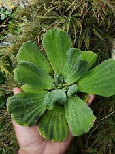 Large water lettuce for sale  EDGWARE