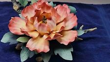 tree peony for sale  Ormond Beach