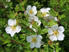 Fingerstrauch potentilla eispr gebraucht kaufen  Appen