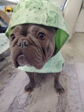 Dog frog waterproof for sale  HORSHAM