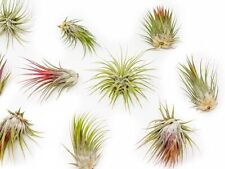 Large tillandsia ionantha for sale  Saint Augustine