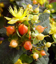 plants pumpkin starter for sale plants pumpkin starter for sale Denver