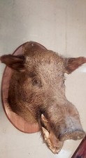 Wildschweinkopf klauen präpar gebraucht kaufen  Lappersdorf