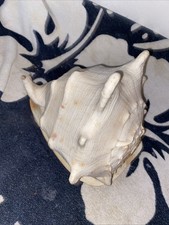 Queen helmet conch for sale  Roseville
