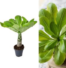 Brighamia insignis hawaiian for sale  GLASGOW