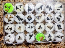 Summerville fossil shark for sale  Aynor
