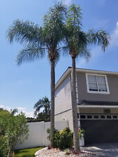 Queen palm seedlings for sale  Oviedo