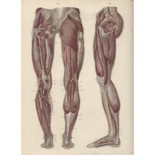 Tavola anatomica anatomia usato  Italia