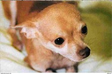 Animaux chiens chihuahua d'occasion  Fruges