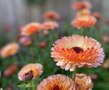 Calendula officinalis sherbet for sale  HAYLE