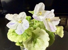 African violet usambaraveilche gebraucht kaufen  Rehlingen-Siersburg