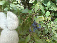 One sloe sapling for sale  BRIDPORT