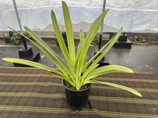 lady slipper orchid for sale lady slipper orchid for sale Keaau