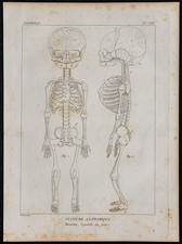 1825 squelette foetus d'occasion  France