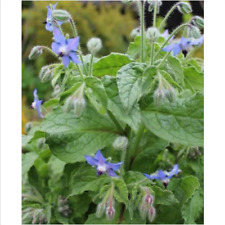 Semi borragine borago usato  Trappeto