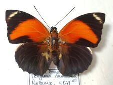 Agrias pericles ssp. d'occasion  Expédié en Belgium