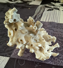 Ancien corail issu d'occasion  Cassel