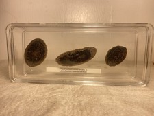 Rare fossil pine d'occasion  Expédié en Belgium