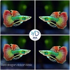 Trio live guppy for sale  Houston