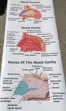 Large human body for sale  Pocatello