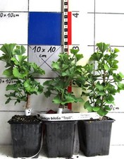 Ginkgo biloba "Troll", moja ulubiona odmiana karłowata z miłorzębu - drzewo na sprzedaż  Wysyłka do Poland