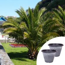 Tropical palms phoenix for sale  PETERBOROUGH