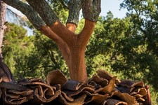 Cork oak seedling for sale  Novato
