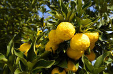 Cold hardy yuzu for sale  Los Angeles