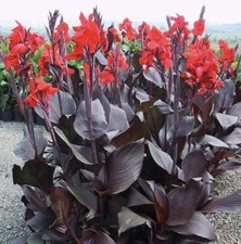 X10 black burgundy for sale  Fostoria