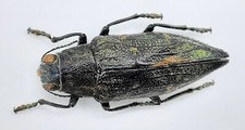 Buprestidae chrysodema claudin gebraucht kaufen  Wadern