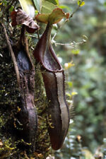 Nepenthes izumiae pianta usato  Italia