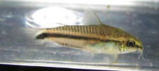 Pygmy corydoras catfish for sale  Fitchburg