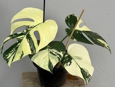 Monstera mint variegated for sale  BIRMINGHAM