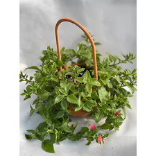 Aptenia red apple for sale  Bowling Green