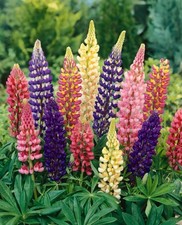 Lupin russel mix for sale  STAFFORD