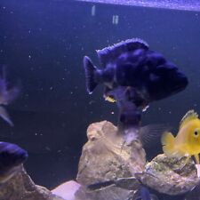 Malawi cichlids cat for sale  LITTLEHAMPTON