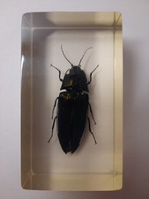 Click beetle real for sale  EASTLEIGH