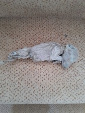 Taxidermy stuffing skeleton for sale  SAXMUNDHAM