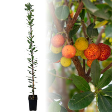 Pianta corbezzolo arbutus usato  Corato