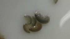 Live amphipods 200 for sale  Palm Bay