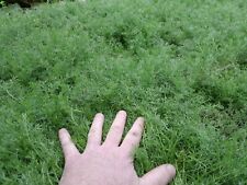 Chamomile grass lawn for sale  COVENTRY