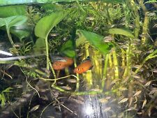 Turkana jewel cichlids for sale  Dunn