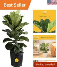 Fiddle leaf fig for sale  El Paso