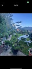 Large topiary bonsai for sale  NOTTINGHAM