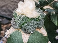 Ariocarpus godzilla 10 for sale  Murrieta