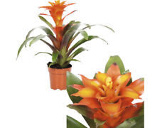 Bromelie floraself guzmania gebraucht kaufen  Deutschland